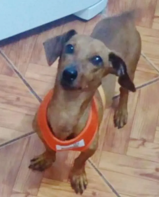 Cachorro ra a MESTIÇO DE SALSICHA idade 4 anos nome SPOCK