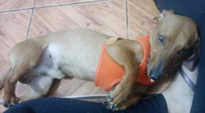 Cachorro ra a MESTIÇO DE SALSICHA idade 4 anos nome SPOCK