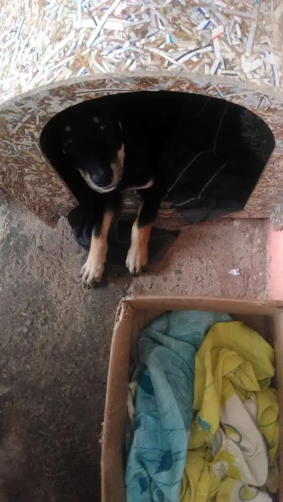 Cachorro ra a Srd idade 2 a 6 meses nome Tobby 