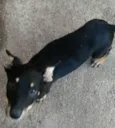 Tobby 