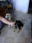 Tobby 