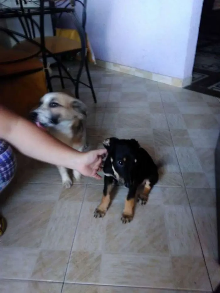 Cachorro ra a Srd idade 2 a 6 meses nome Tobby 
