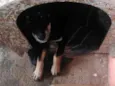 Tobby 