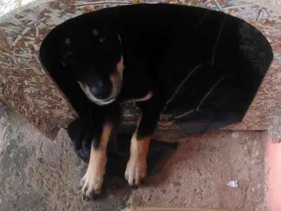 Cachorro ra a Srd idade 2 a 6 meses nome Tobby 