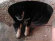 Tobby