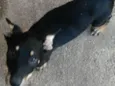 Tobby 