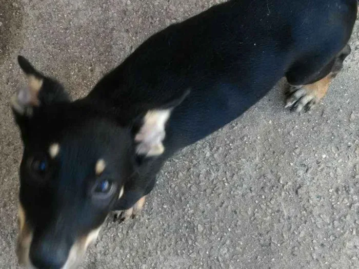 Cachorro ra a Srd idade 2 a 6 meses nome Tobby 