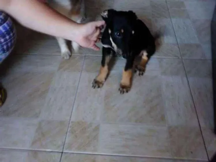 Cachorro ra a Srd idade 2 a 6 meses nome Tobby 