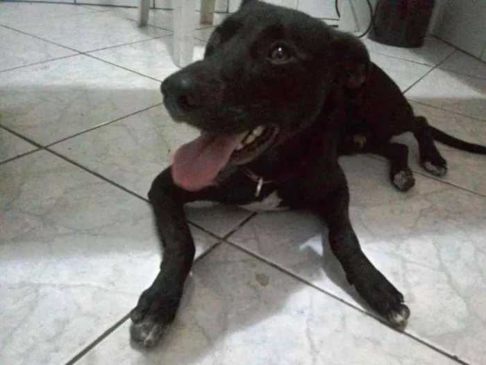 Cachorro ra a  idade 2 anos nome VOCÊ ESCOLHE