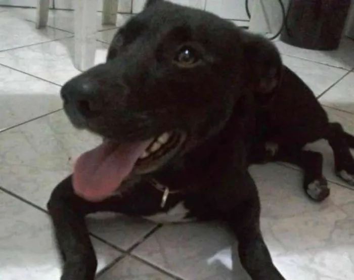 Cachorro ra a  idade 2 anos nome VOCÊ ESCOLHE