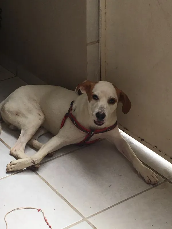 Cachorro raça Vira lata idade 1 ano nome Samanco 