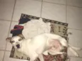 Samanco 