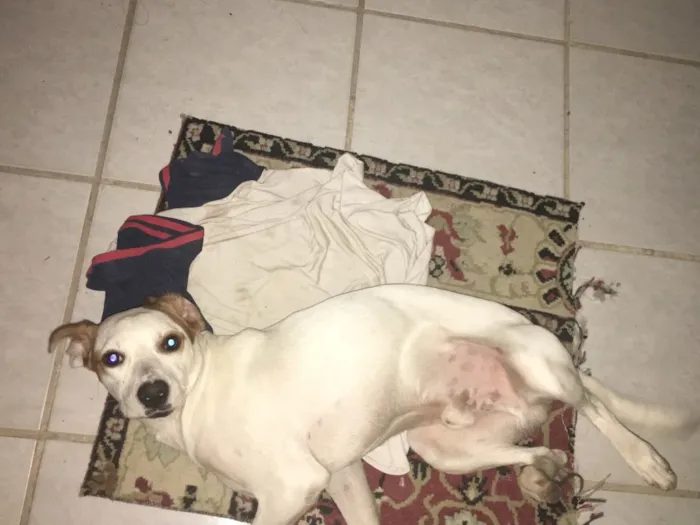 Cachorro raça Vira lata idade 1 ano nome Samanco 