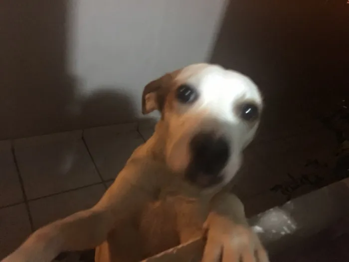 Cachorro raça Vira lata idade 1 ano nome Samanco 