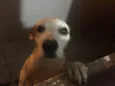 Samanco 