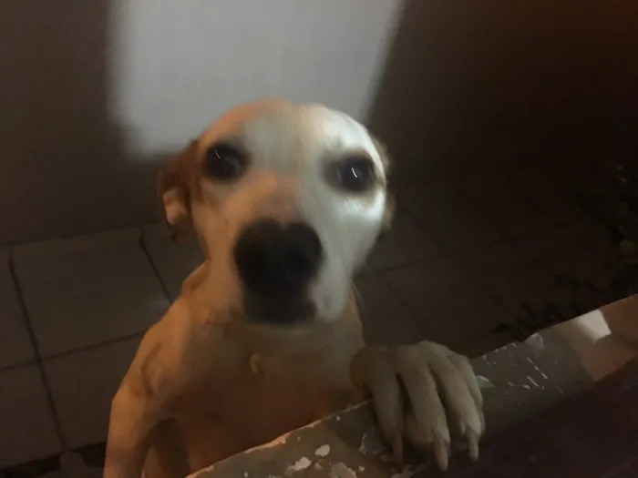 Cachorro raça Vira lata idade 1 ano nome Samanco 