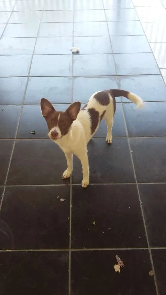 Cachorro ra a Viralata idade 7 a 11 meses nome Mel 