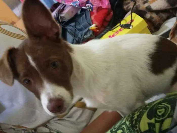 Cachorro ra a Viralata idade 7 a 11 meses nome Mel 