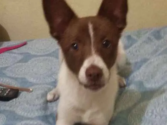 Cachorro ra a Viralata idade 7 a 11 meses nome Mel 