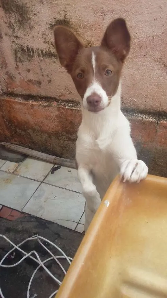 Cachorro ra a Viralata idade 7 a 11 meses nome Mel 