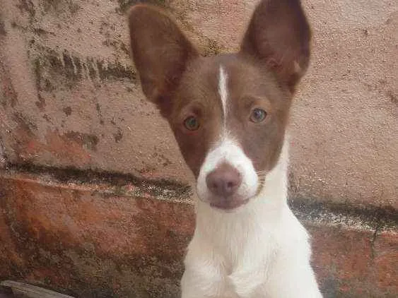 Cachorro ra a Viralata idade 7 a 11 meses nome Mel 