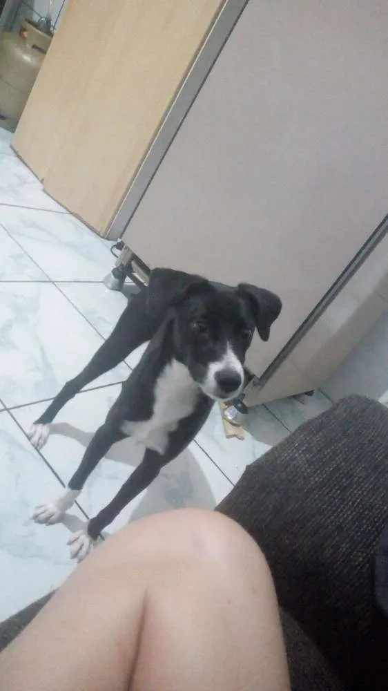 Cachorro ra a Indefinida idade 7 a 11 meses nome Radassa