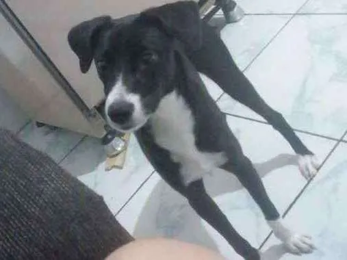 Cachorro ra a Indefinida idade 7 a 11 meses nome Radassa