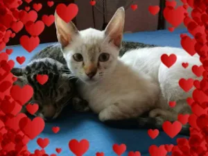 Gato raça srd idade 2 a 6 meses nome Knucles e Kaleese
