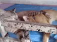 Tobias e Fernando