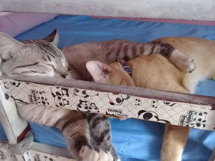 Gato ra a srd idade 1 ano nome Tobias e Fernando
