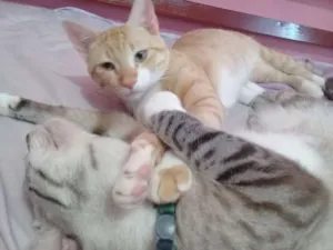 Gato raça srd idade 1 ano nome Tobias e Fernando