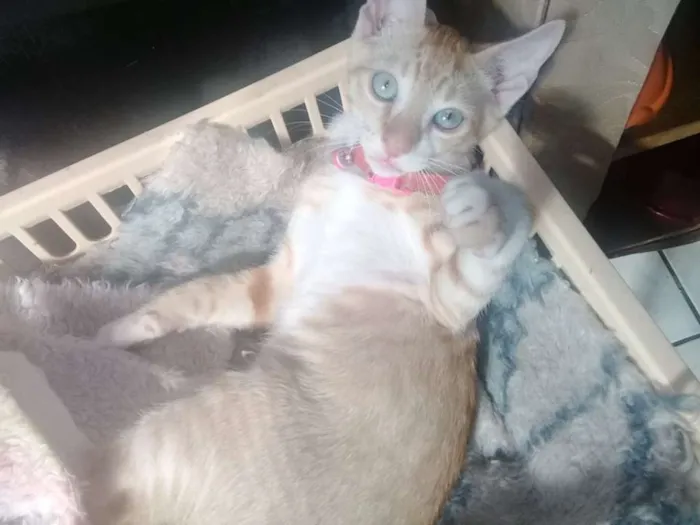 Gato ra a srd idade 1 ano nome Tobias e Fernando