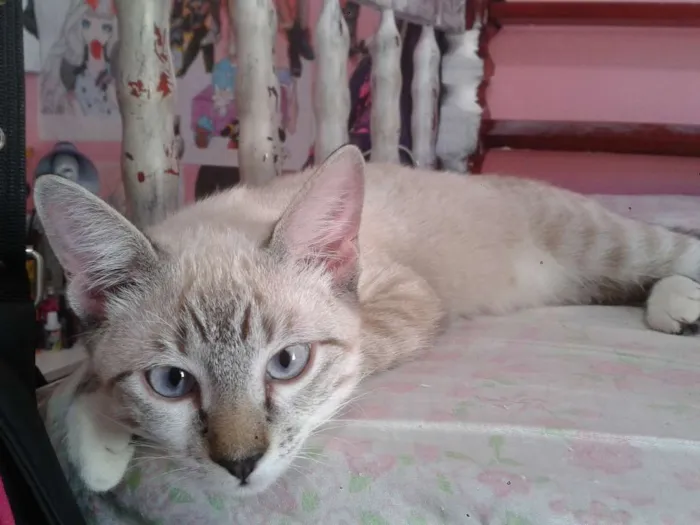 Gato ra a srd idade 1 ano nome Tobias e Fernando