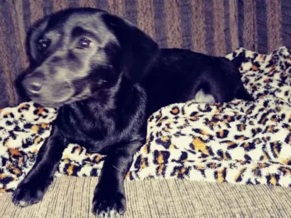 Cachorro raça Srd idade 7 a 11 meses nome Kayte