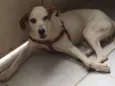 Samanco 
