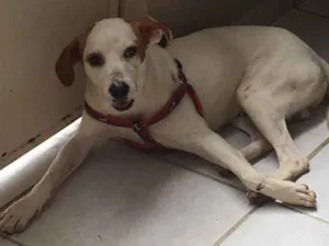 Cachorro raça Vira lata idade 1 ano nome Samanco 