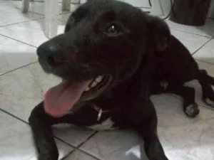Cachorro raça  idade 2 anos nome VOCÊ ESCOLHE