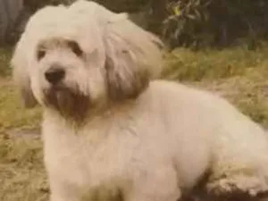 Cachorro raça Shitzu idade  nome Thor