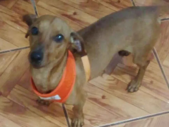 Cachorro ra a MESTIÇO DE SALSICHA idade 4 anos nome SPOCK