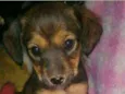 CANELA