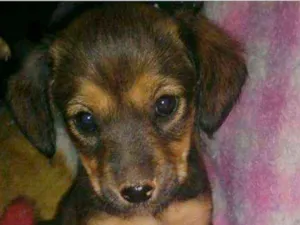 Cachorro raça SRD idade 2 a 6 meses nome CANELA