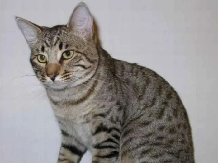 Gato ra a  idade 2 anos nome Gatilda, Açaí, Pleta