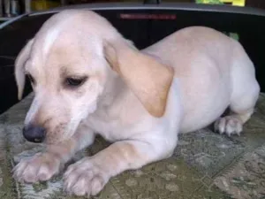 Cachorro raça SRD idade 2 a 6 meses nome Filhote Nelma