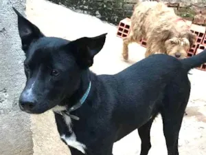 Cachorro raça sRD idade  nome Spike
