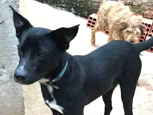 Cachorro ra a sRD idade  nome Spike