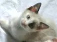 Lis