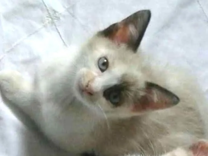 Gato ra a Mestiça siames idade Abaixo de 2 meses nome Lis
