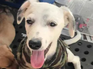 Cachorro raça SRD idade  nome Joca