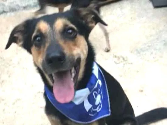 Cachorro ra a SRD idade  nome Nero