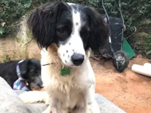 Cachorro raça SRD idade  nome Charles